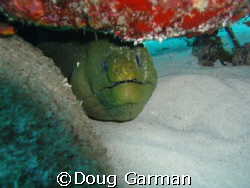 Big Mora, got a bit close by Doug Garman 